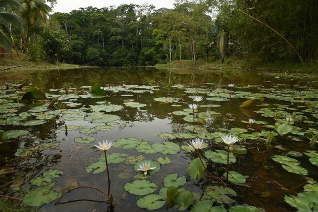 La Laguna Del Lagarto Eco-Lodge Pital  Εξωτερικό φωτογραφία